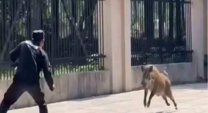 野豬闖進高校，保安赤手空拳正面硬剛